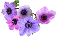 anemone-2421606_1920_Image-parBeverly-Buckley-de-Pixabay